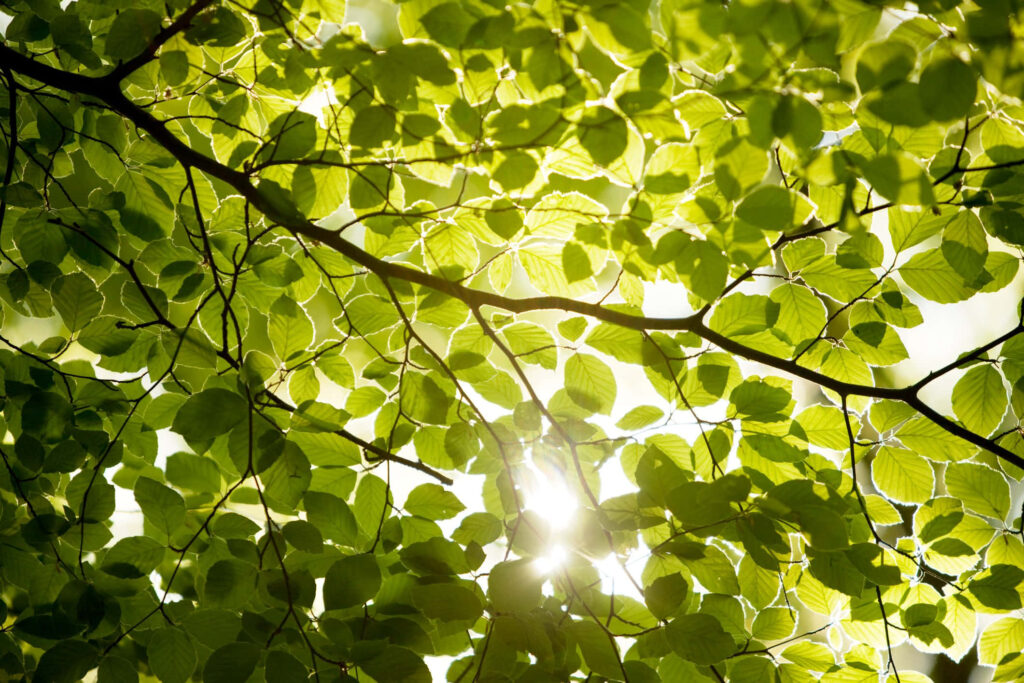 Vibrant Green Leaf Wallpaper - Tranquil Sunlit Nature Background