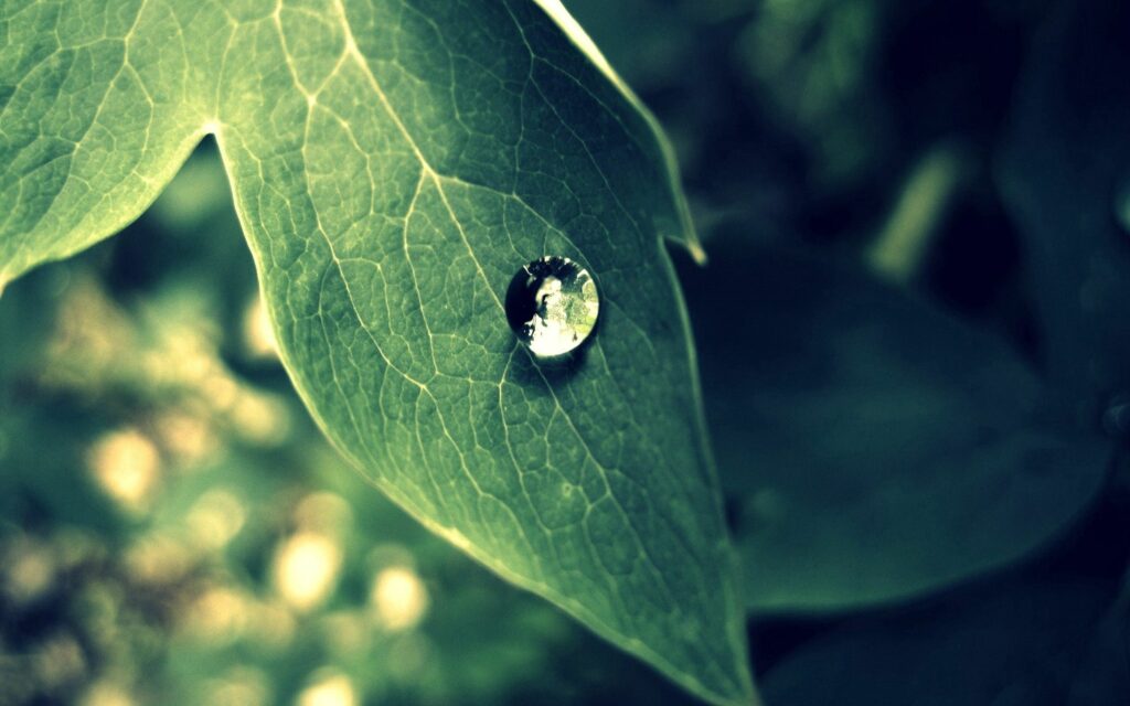 Serene Green Leaf Wallpaper with Dew Drop – Fresh Morning Vibes