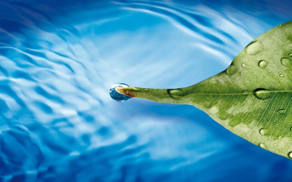 Vibrant Green Leaf with Water Droplets - Serene Wallpaper Background