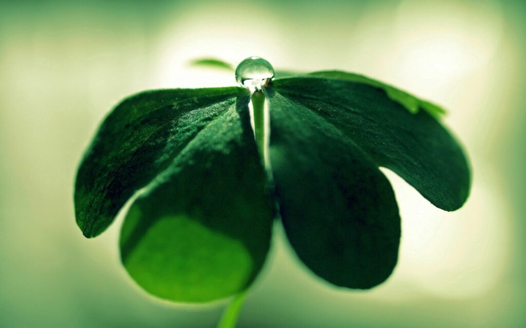 Serene Green Leaf with Dew Drop - Natural Wallpaper Background