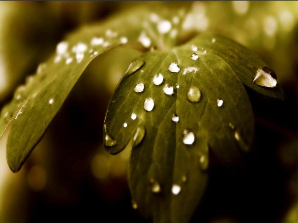 Close-Up Green Leaf with Dew Drops - Serene Wallpaper Background