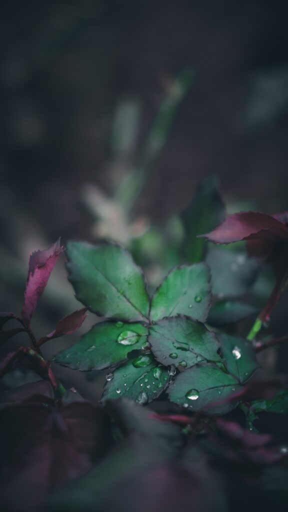 Serene Green Leaf Close-Up with Water Droplets - Nature Wallpaper