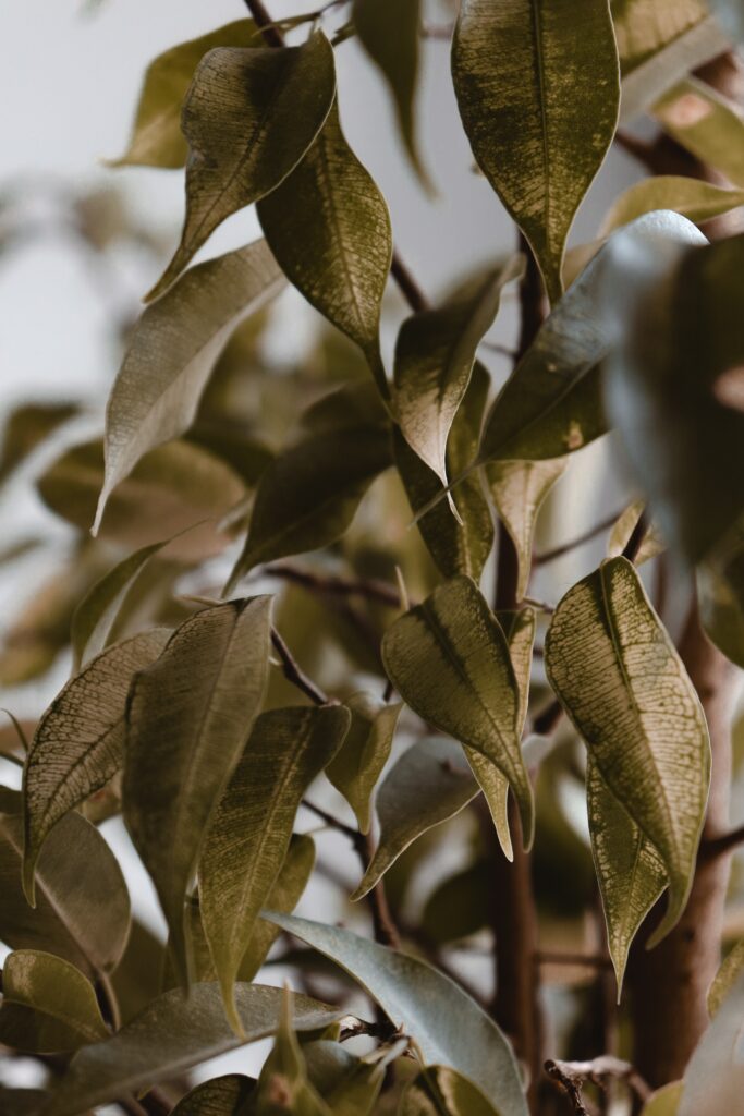 Close-up of green leaves with veins and branches in soft natural light botanical wallpaper background