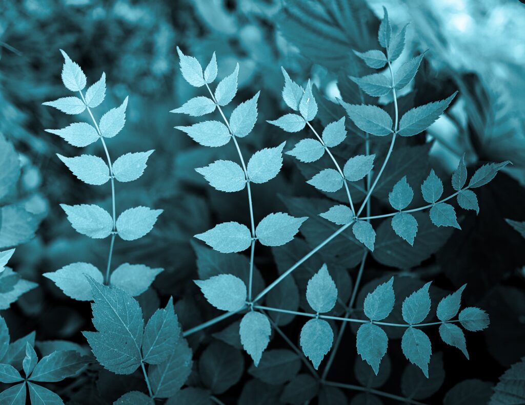 Macro close-up of delicate green leaves and slender branches with blue soft focus background Wallpaper