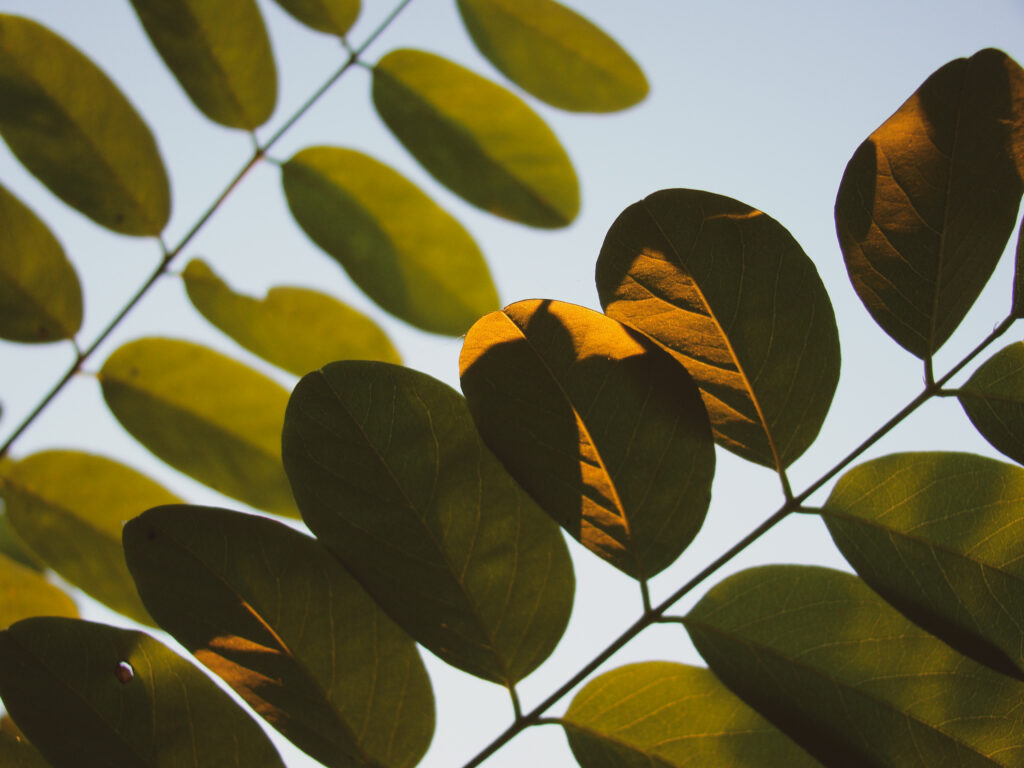 Close-Up Green Leaf Branch Wallpaper with Soft Lighting Details