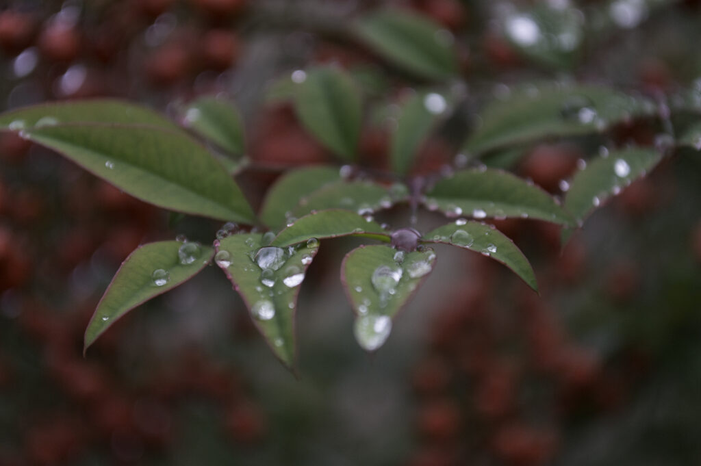 Serene Green Leaf Wallpaper with Water Droplets - Calming Macro Shot