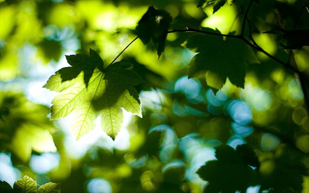 Serene Green Leaves Wallpaper: Vibrant Natural Light & Wood Background