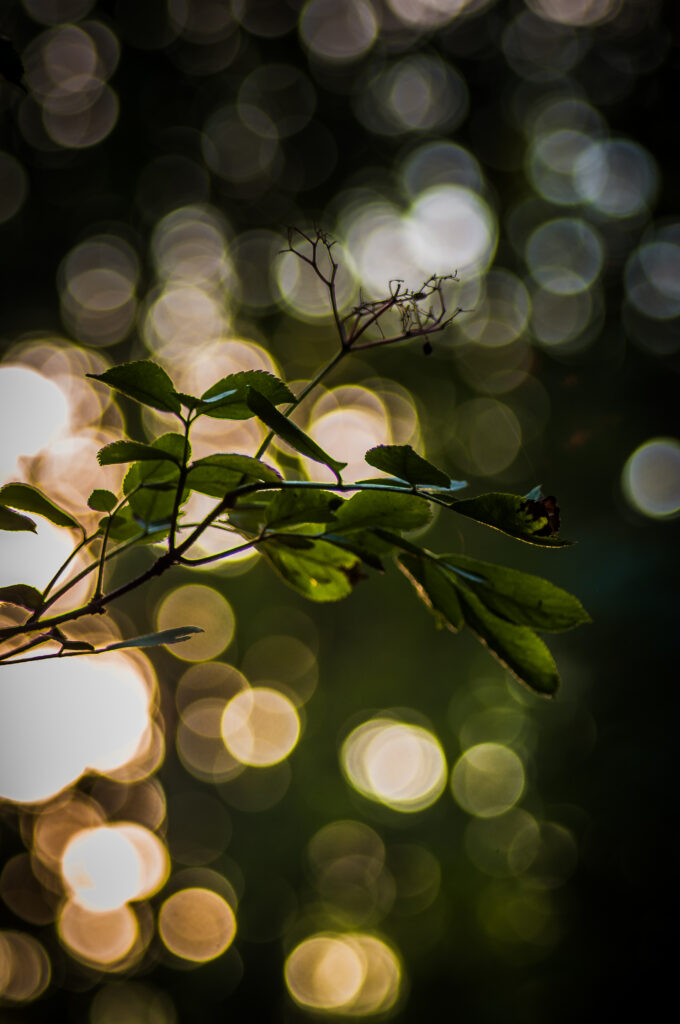 Serene Close-Up Wallpaper of Delicate Green Leaves with Bokeh