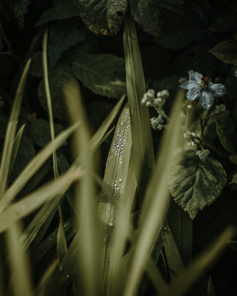 Tranquil Green Leaves Wallpaper with Dewdrops & Soft Flower Background