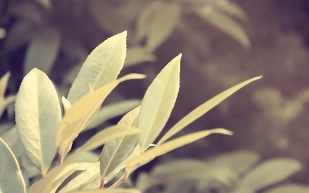Calming Green Leaves Wallpaper: Soft Focus & Warm Gradient Background
