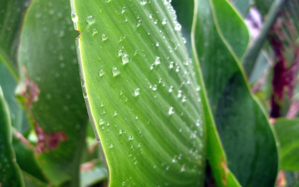 Serene Green Leaves with Dew Drops - Nature Wallpaper Background