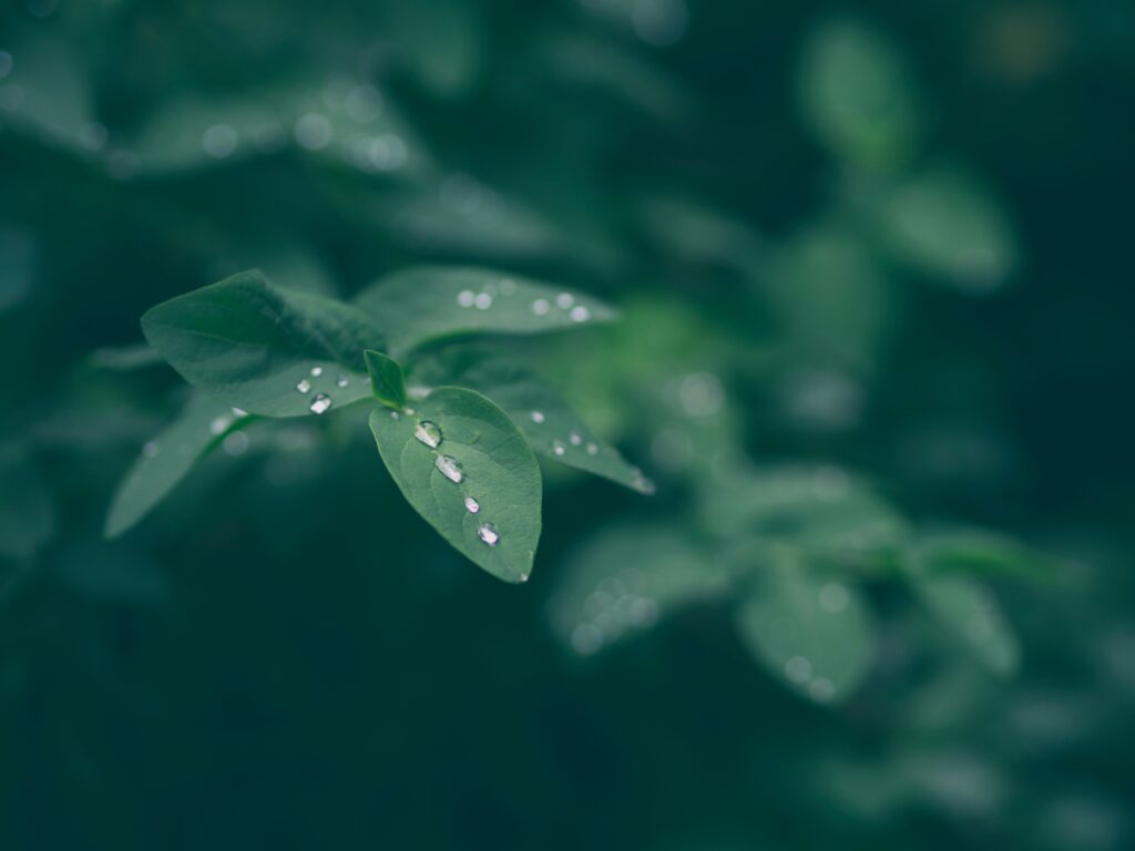 Tranquil Green Leaves with Dew Drops - Nature Wallpaper Background
