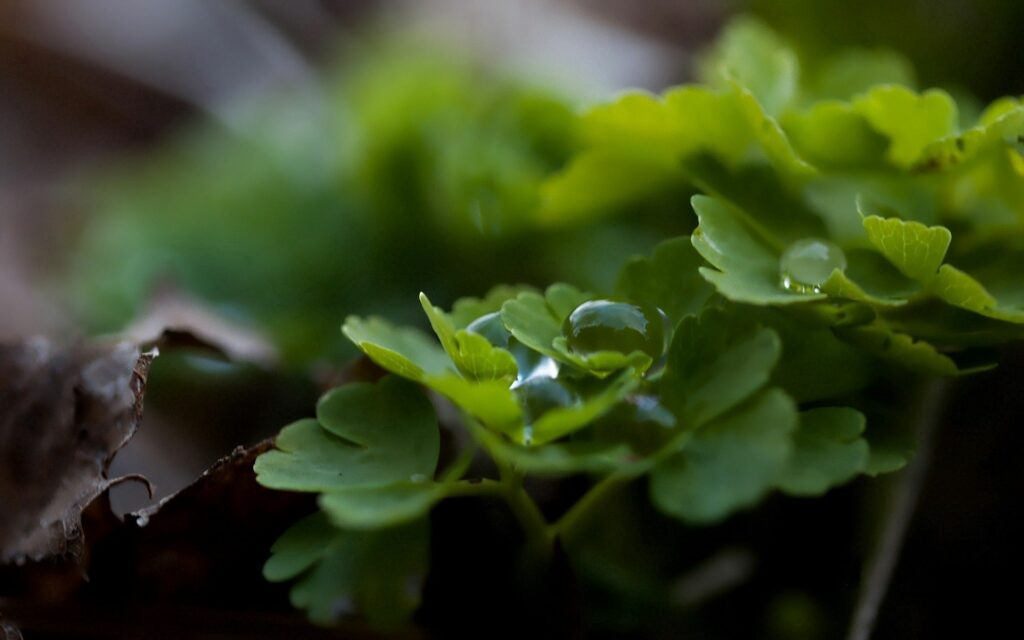 Serene Green Leaves with Dew Drops - Refreshing Nature Wallpaper
