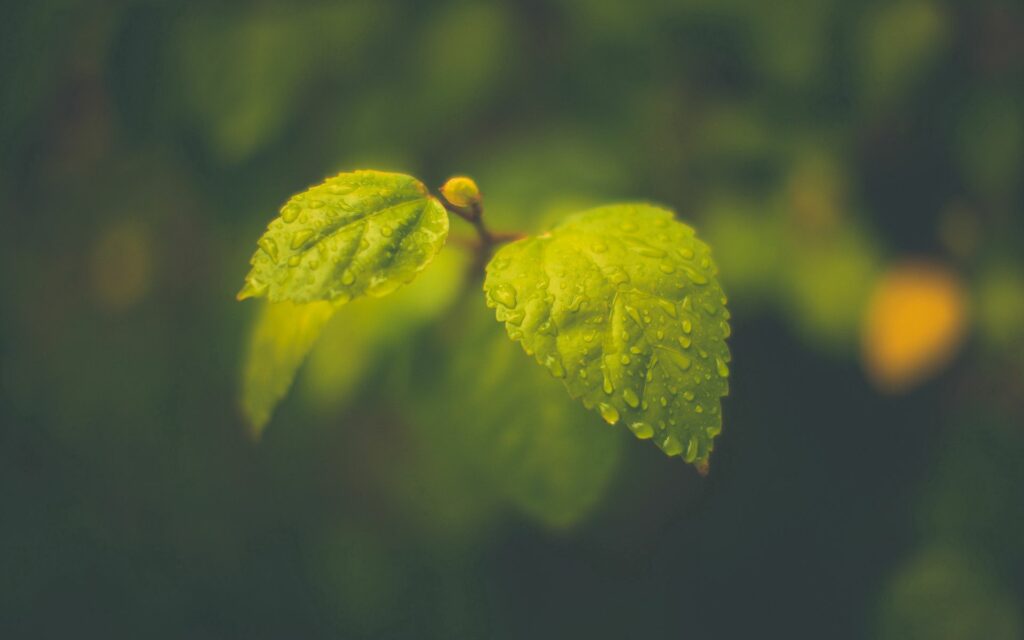 Serene Green Leaves with Water Droplets Wallpaper Background