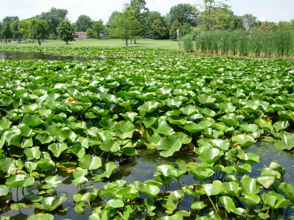 Serene pond with green lily pads tall reeds dense plants calm water nature wallpaper background