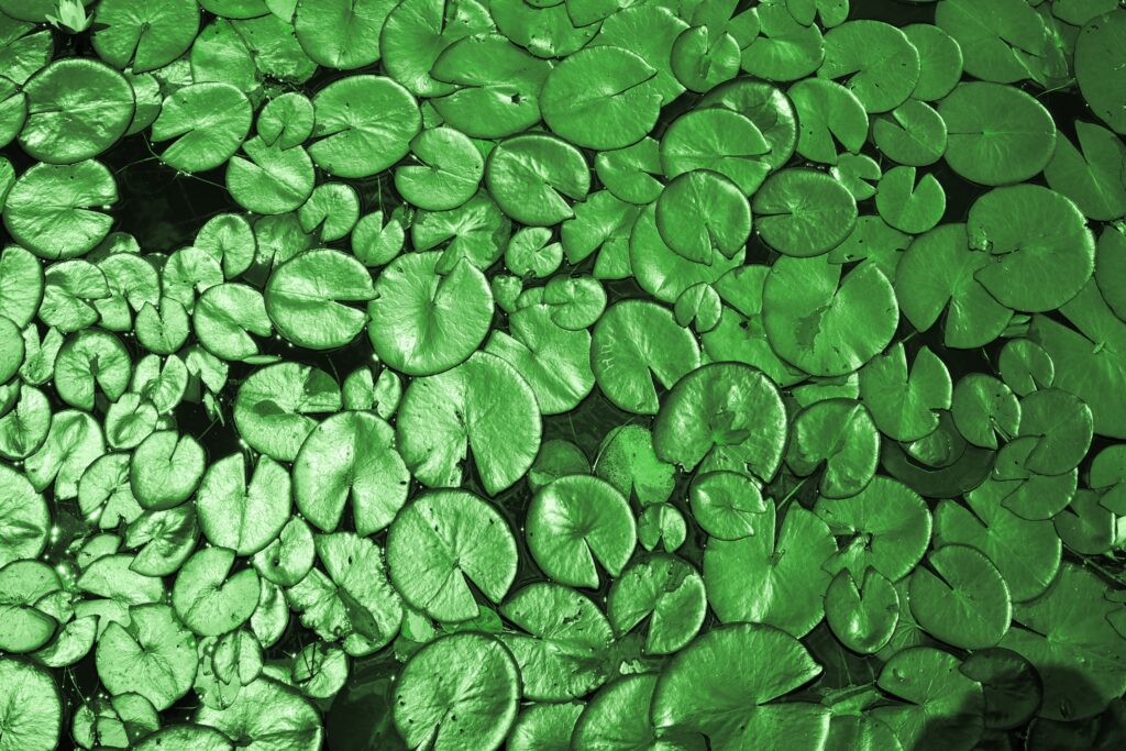 Overhead view of vibrant green lily pads on calm water creating a lush natural pond pattern Wallpaper