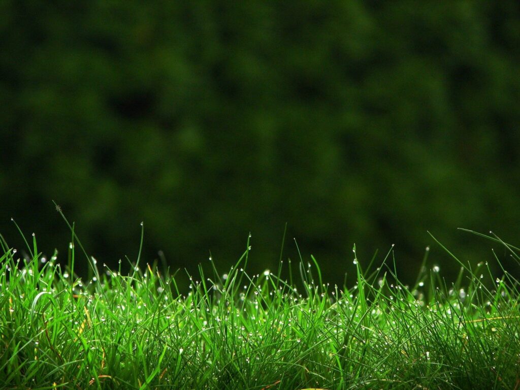 Lush Green Meadow Wallpaper: Refreshing Nature Background with Dew Drops