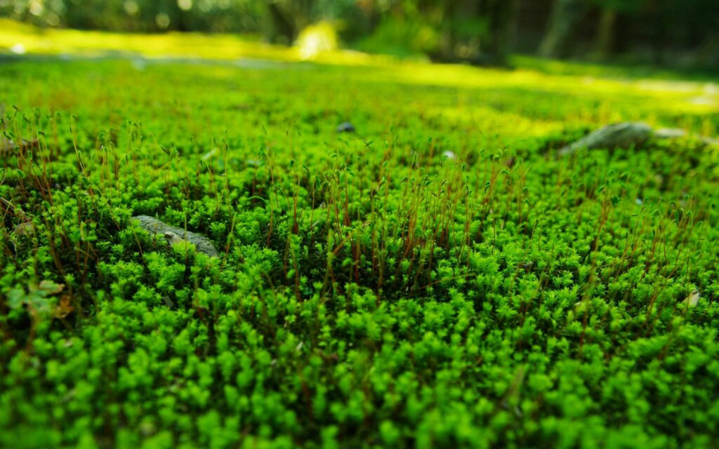 Serene Lush Green Moss Close-Up Wallpaper Background