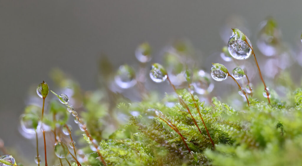 Vibrant Green Moss with Dew Drops: Serene Nature Wallpaper