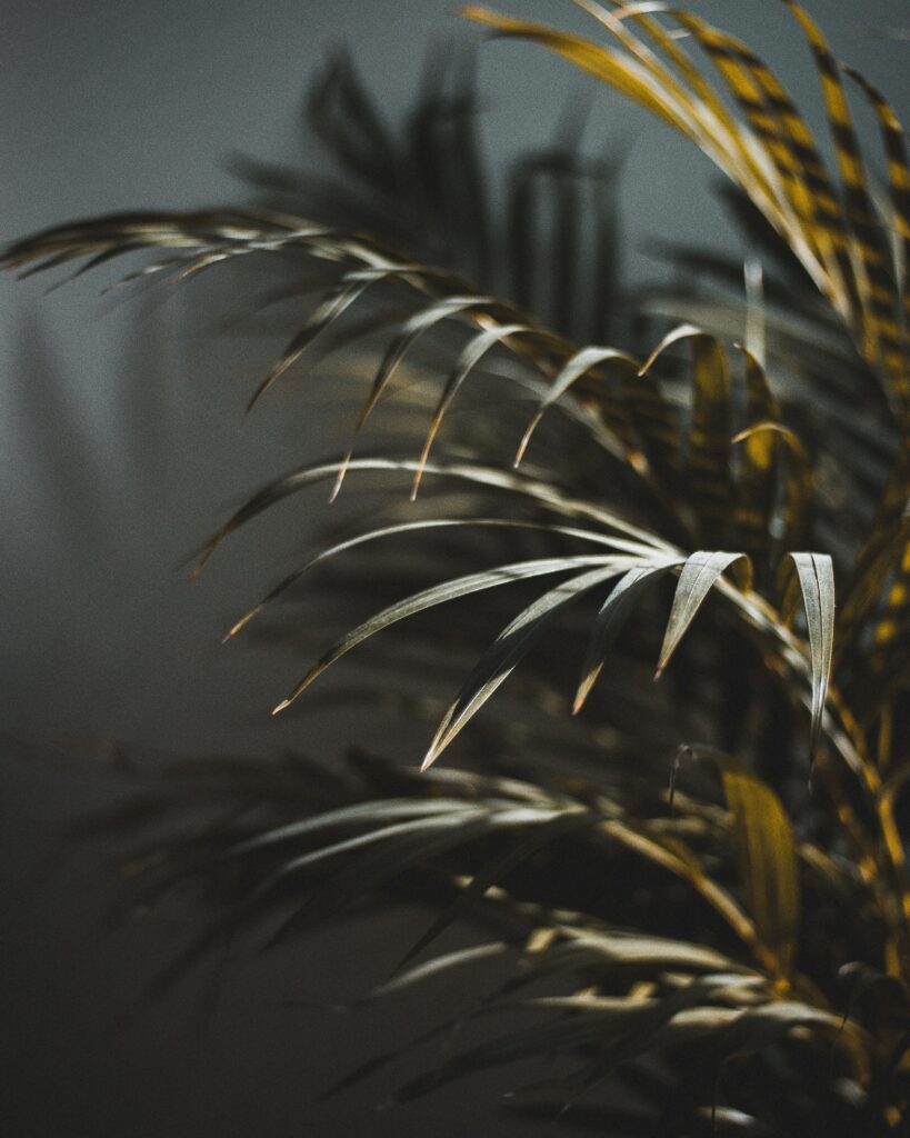 Calming Green Palm Wallpaper with Soft Blur Effect