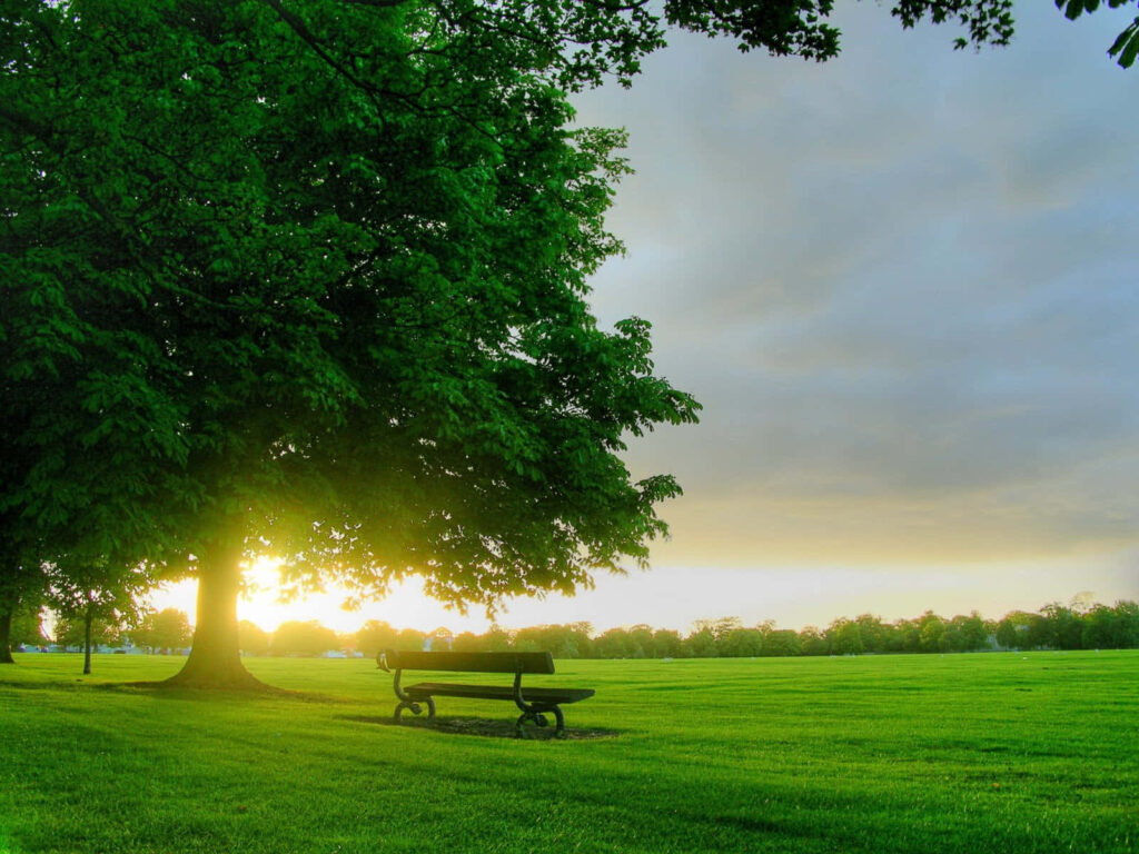 Serene Park Wallpaper: Lush Greenery & Golden Sunlight for Relaxation