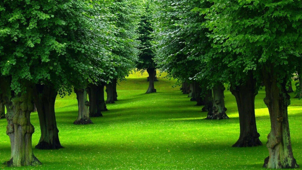 Serene Green Path Wallpaper: Towering Trees & Tranquil Ambiance