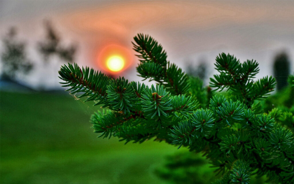 Close-Up Pine Tree Branch with Blurred Sunset Background Wallpaper