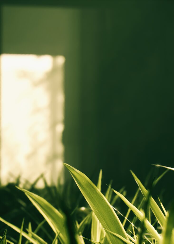 Macro Wallpaper: Serene Green Plant Leaves in Soft Light