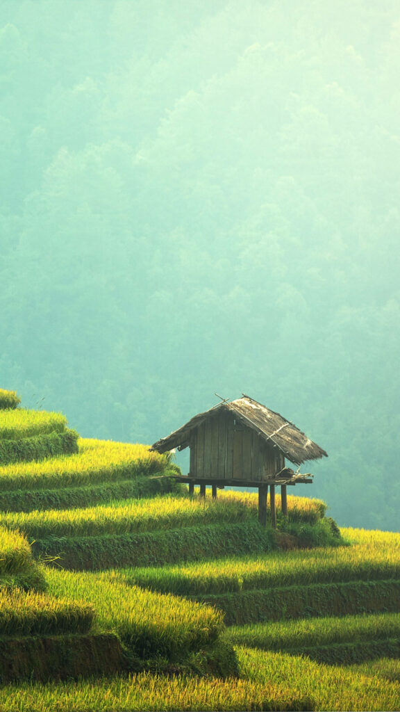 Lush green rice terraces with rustic wooden hut and misty mountains serene rural agriculture view Wallpaper