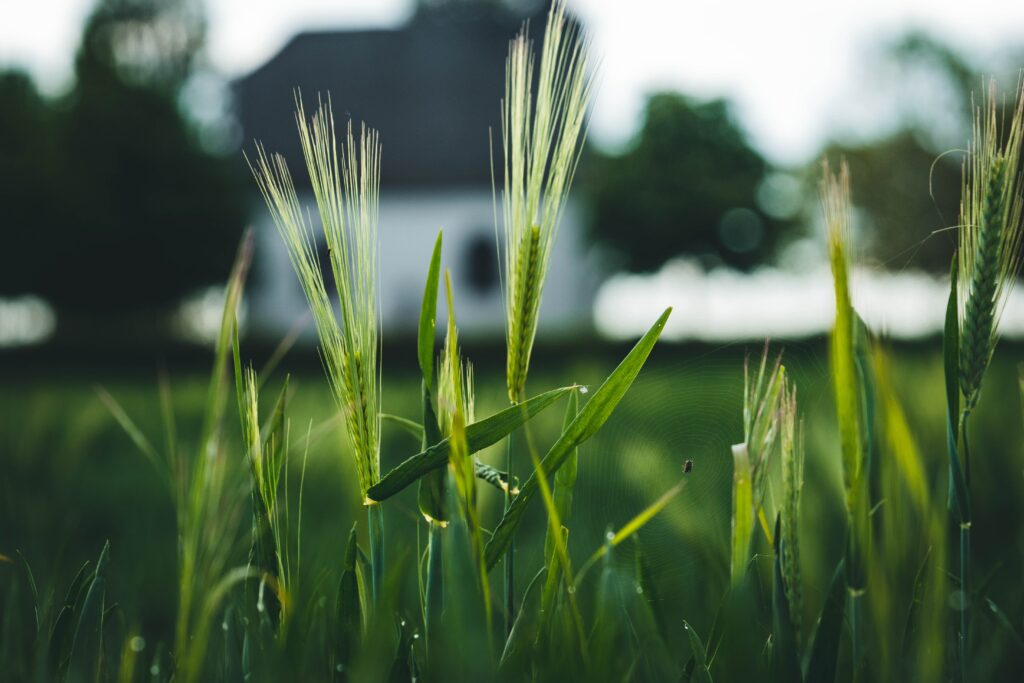 Serene Green Rye Spikelets Close-Up - Tranquil Nature Wallpaper