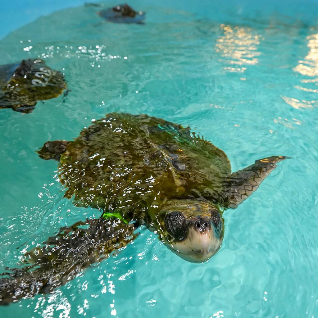 Serene Green Sea Turtle Wallpaper in Turquoise Water Background
