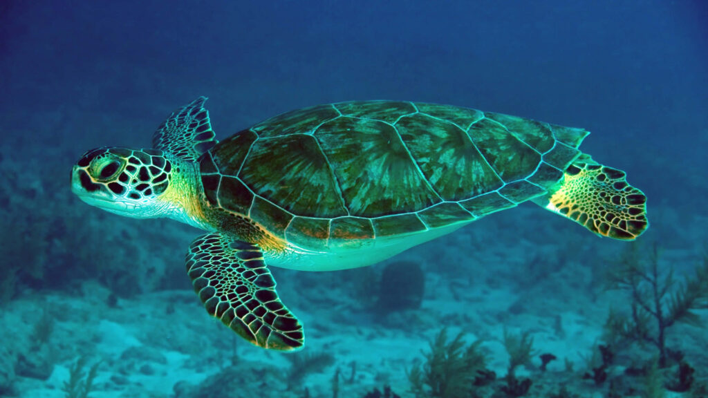 Serene Green Sea Turtle Wallpaper: Tranquil Ocean Background