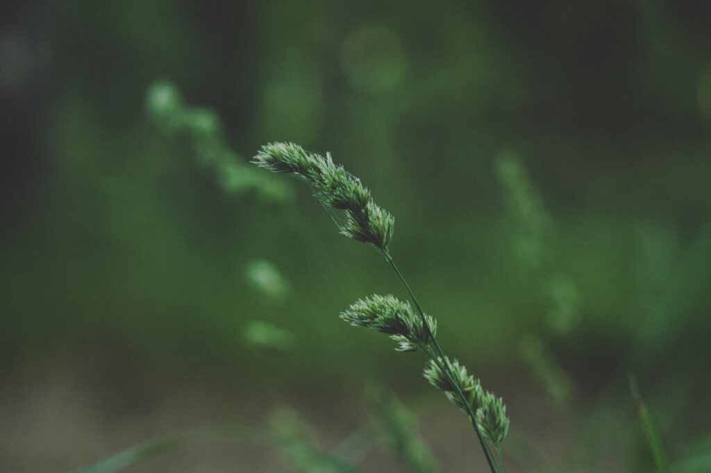 Serene Green Spikelet Wallpaper - Close-Up Nature Background