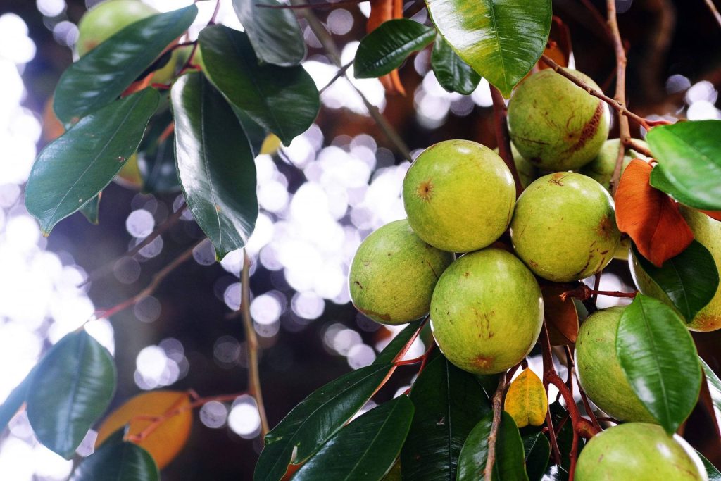 Ripening pale green star apples with glossy leaves and sunlit bokeh nature wallpaper background