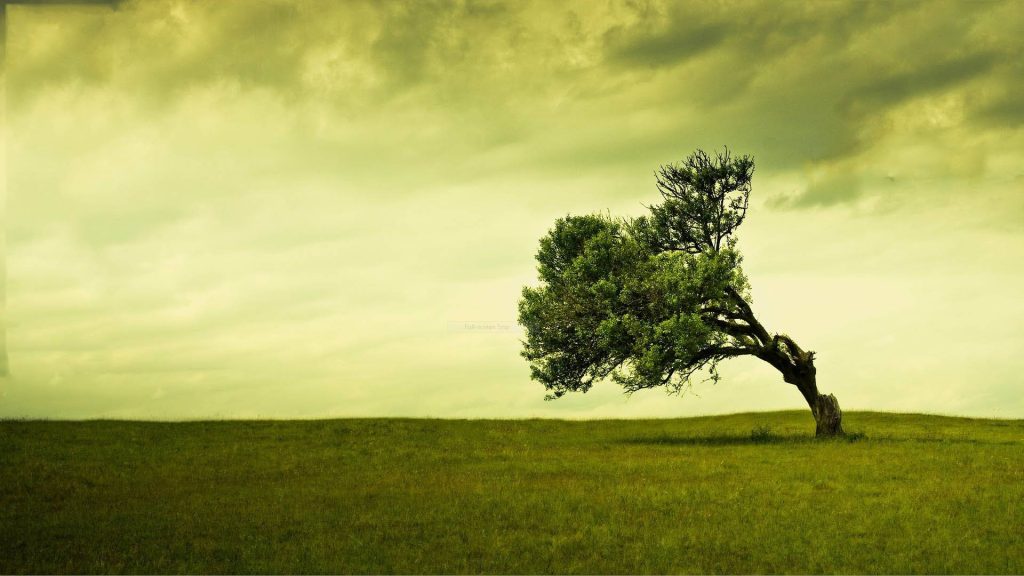 Lone bent tree swaying in green meadow under moody yellow sky minimalist nature wallpaper