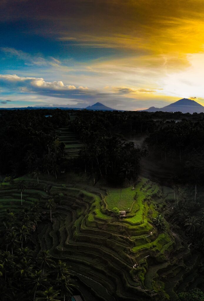 Serene terraced rice fields with palm trees and hut under golden sunset sky and distant mountains Wallpaper