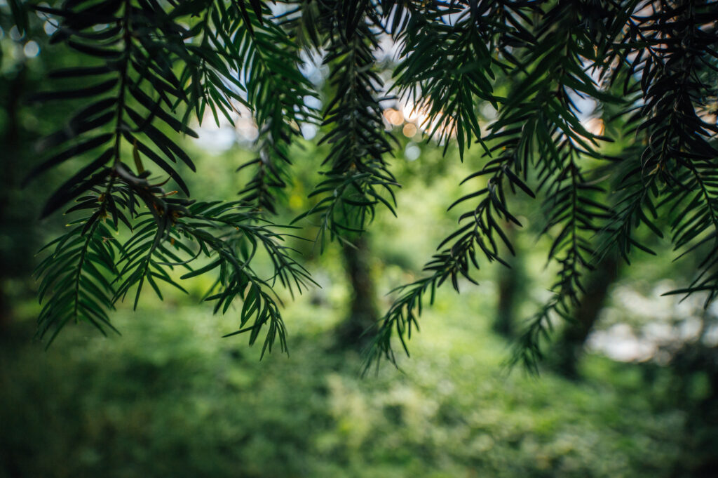 Close-Up of Serene Green Tree Branches - Lush Foliage Wallpaper
