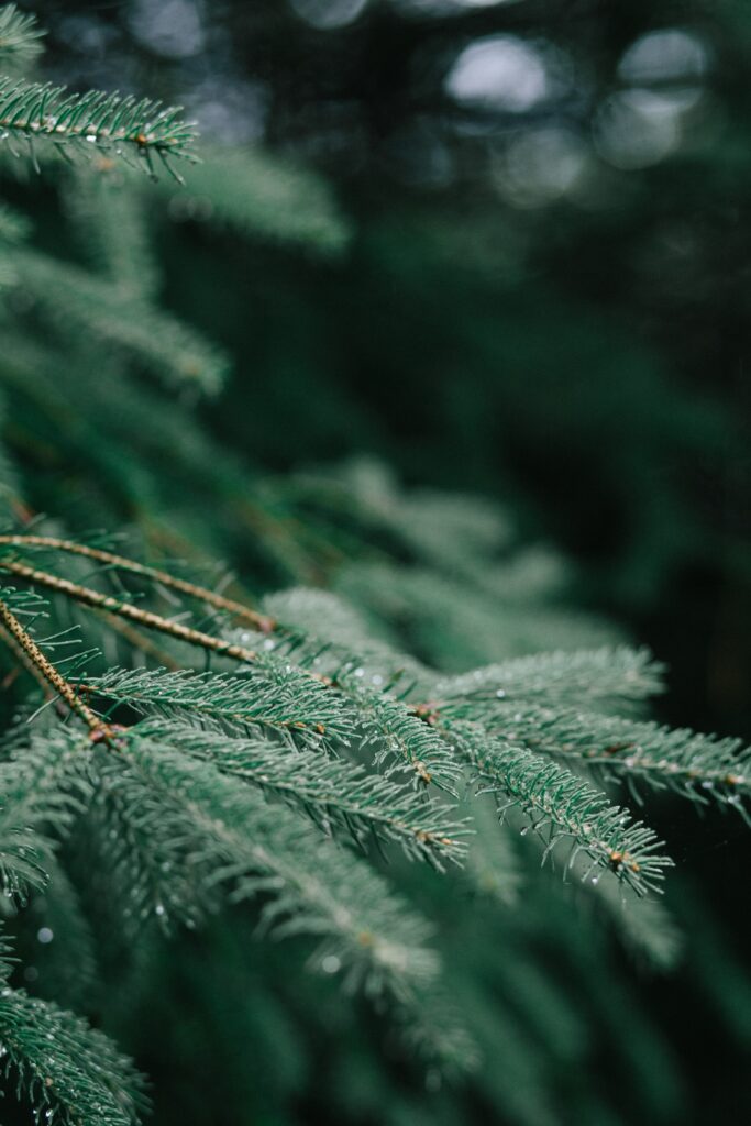 Serene Green Tree Branches with Dew: A Peaceful Wallpaper Background