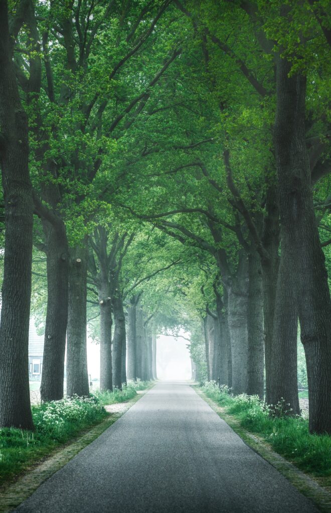 Serene tree-lined alley with lush green canopy and soft light on quiet nature road background Wallpaper