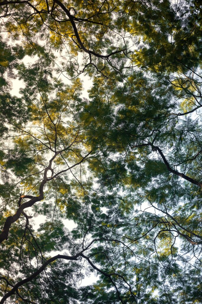 Lush green tree branches forming a calming canopy with sunlight filtering through leaves wallpaper