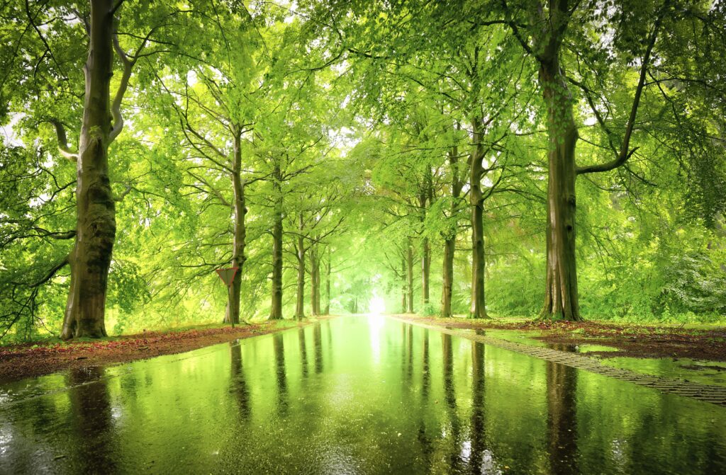 Lush green tree alley with sunlit wet pathway and natural canopy peaceful wallpaper background