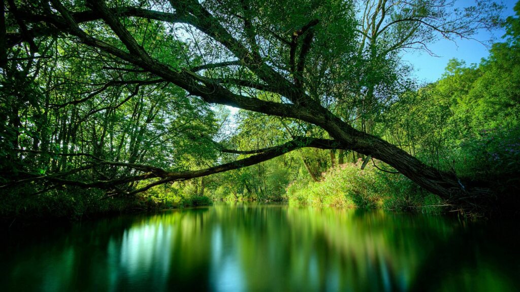 Lush green tree leaning over calm lake with perfect reflection and sunlight through foliage Wallpaper