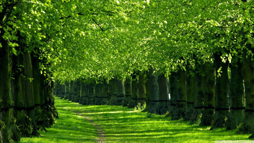 Tranquil Green Tree Pathway Wallpaper - Nature's Serenity