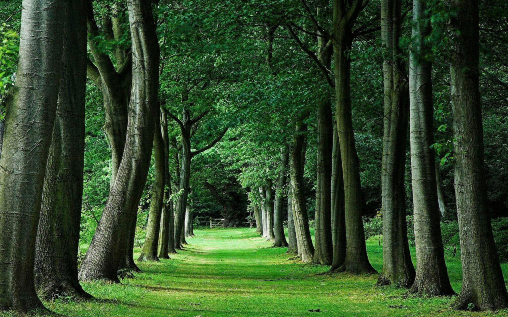 Tranquil Wallpaper: Picturesque Pathway Surrounded by Lush Green Trees