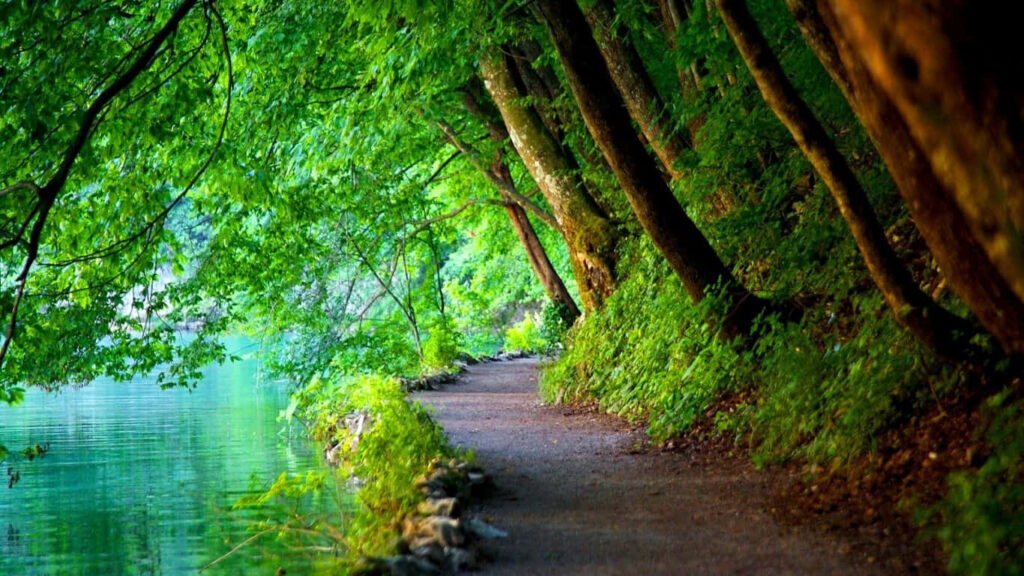 Serene Green Tree Pathway Wallpaper for Nature Lovers