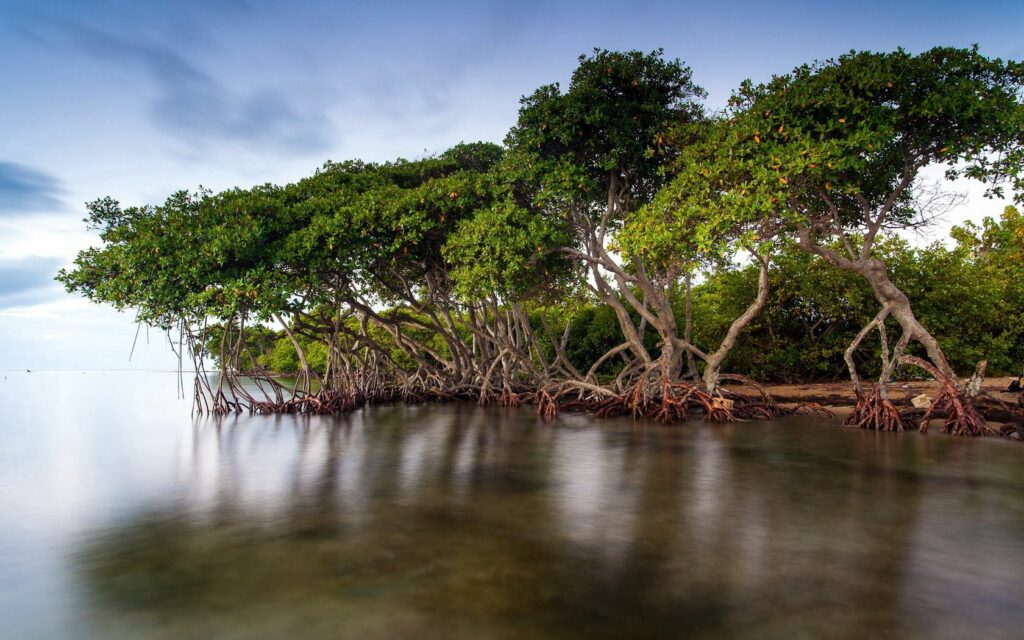 Serene wallpaper of lush green trees with exposed roots reflecting on calm glassy water surface