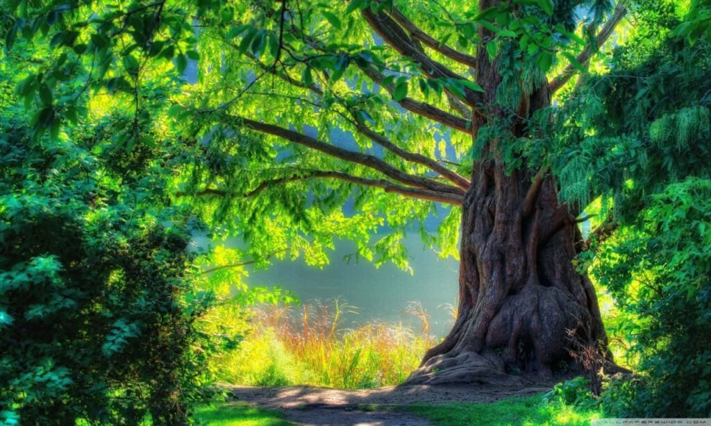 Serene Green Tree Trunk Wallpaper with Lush Nature and Sunlight