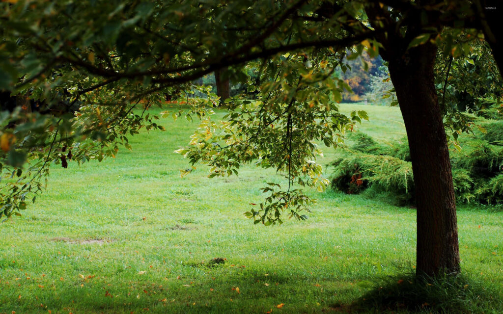 Refreshing Green Tree Wallpaper - Calming Nature Background