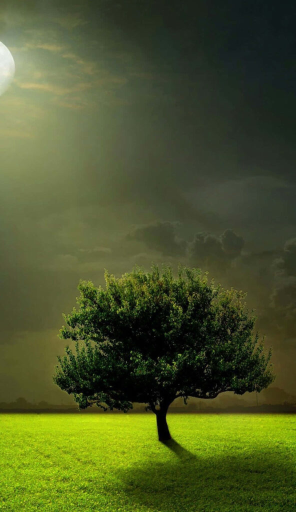 Serene Green Tree Wallpaper: Moonlit Sky Over Lush Grass Field