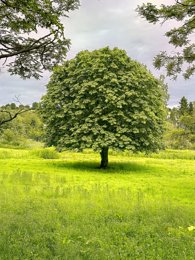 Vibrant green tree in sunlit meadow with lush grass and dense foliage peaceful nature scene Wallpaper